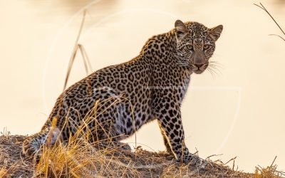 Zambia wildlife